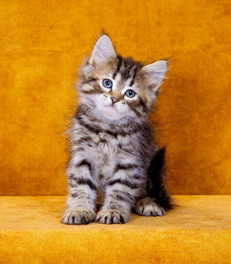 Gefest Siberian male, black spotted tabby