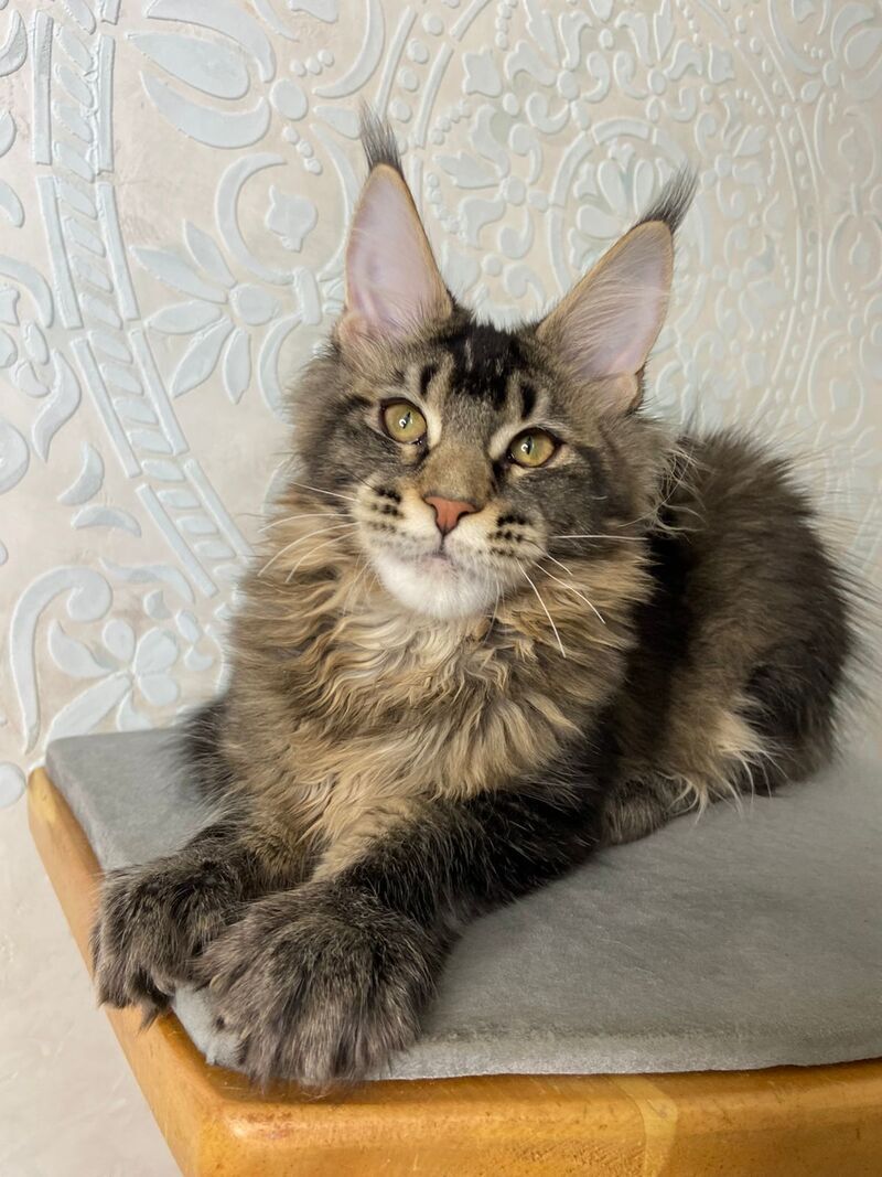 Eric Maine Coon male black ticked tabby live animals