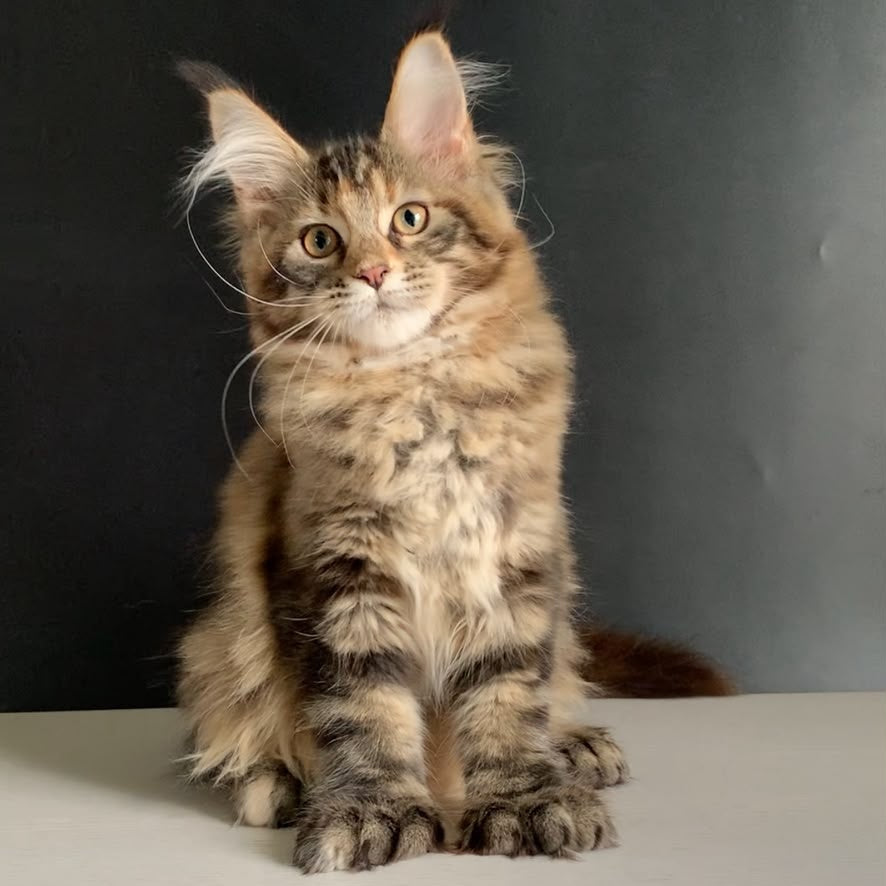 Ozzi Maine Coon polydactyl 6x6x6x6 female, black tortie tabby