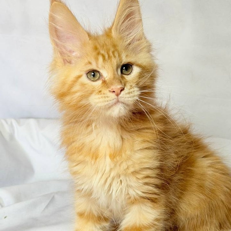 Luthor Maine Coon male, red tabby
