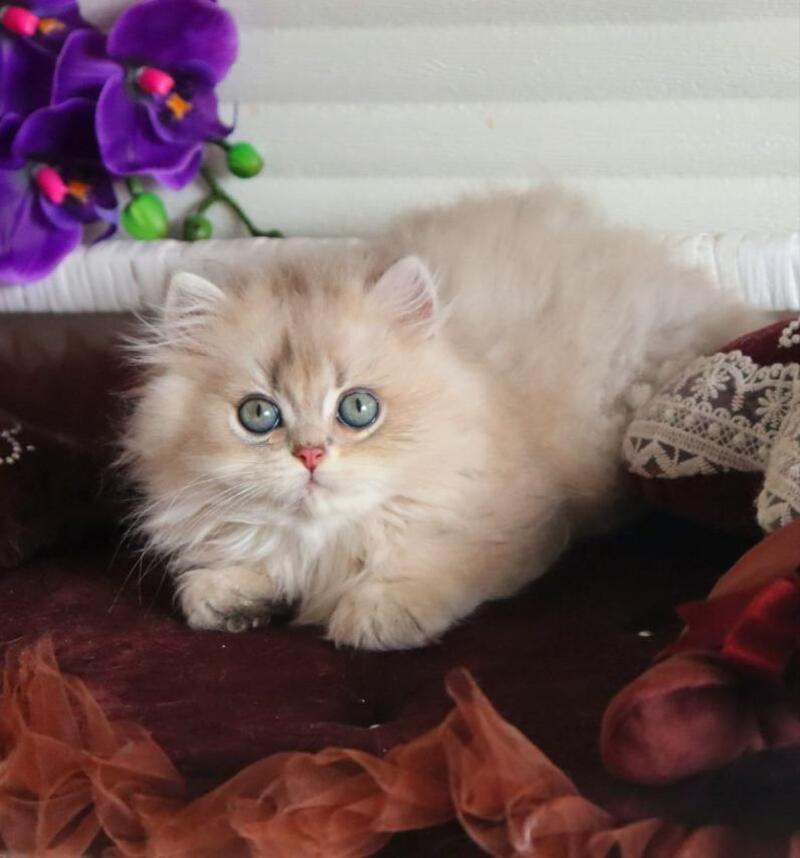 Marchello British Longhair male blue golden shaded - live animals