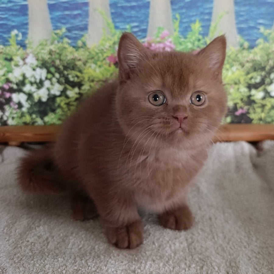 Madlen British Shorthair female, cinnamon