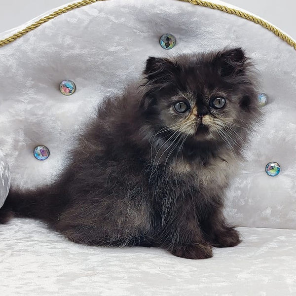 Lily Persian female, black tortie