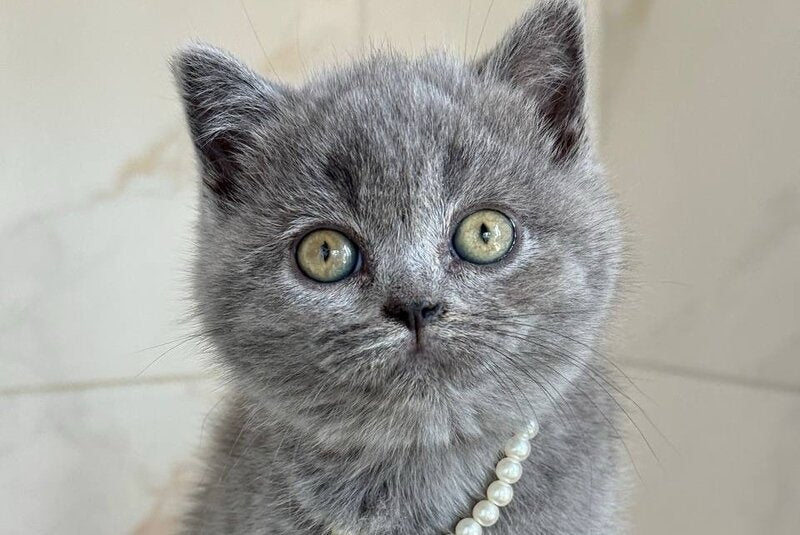 Faina British Shorthair female, blue