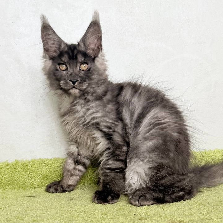 Katherine Maine Coon female, black silver