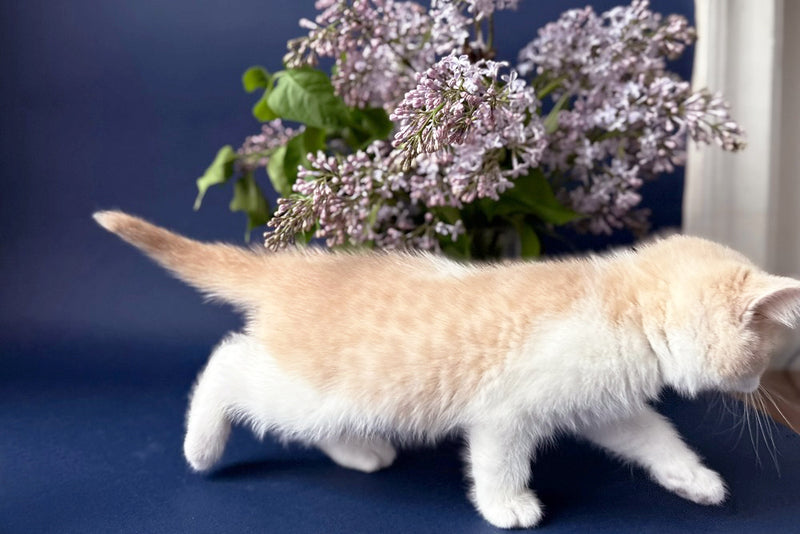 Luigi British Shorthair male, cream bicolour