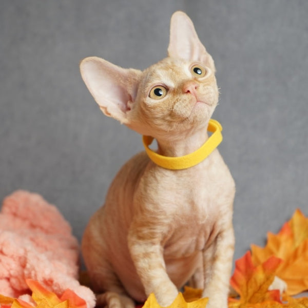 Pikachu Devon Rex male, red