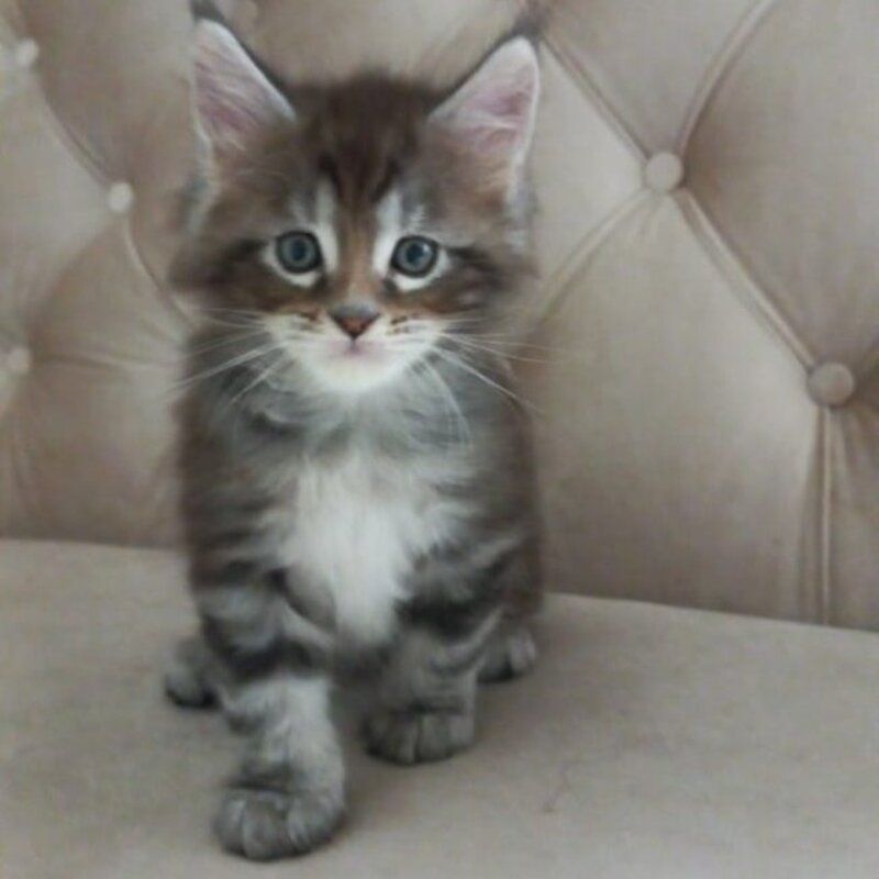Nike Maine Coon male, black tabby