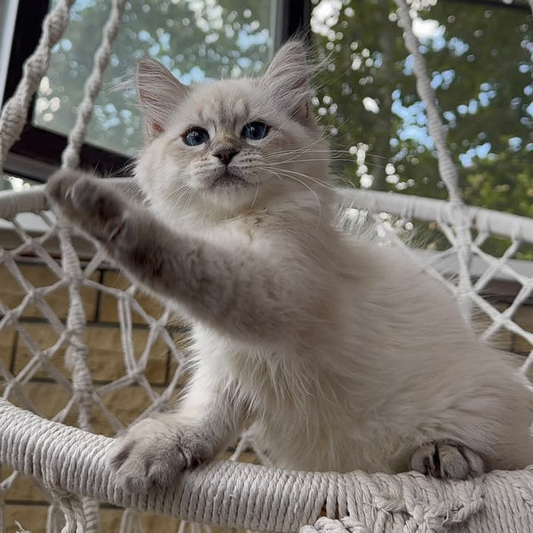 Max Siberian male, blue pointed