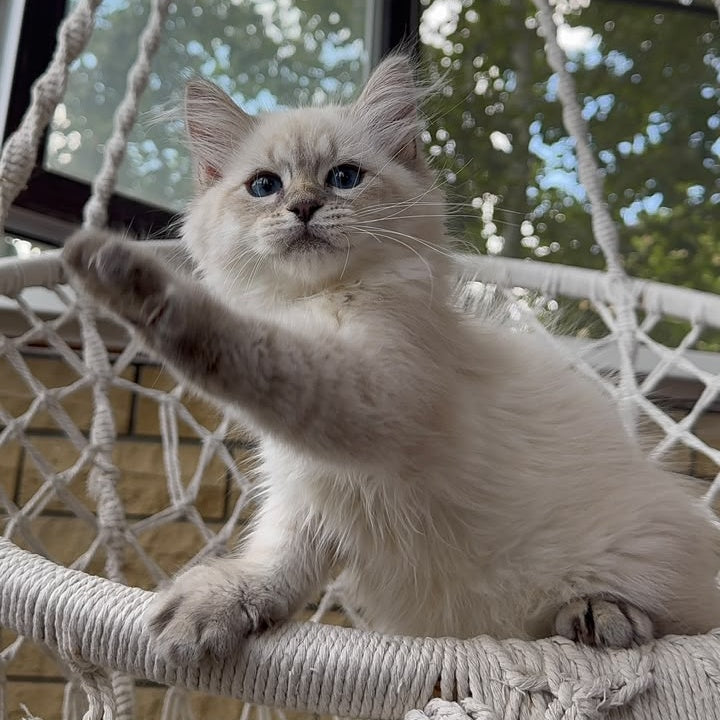 Max Ragdoll male, blue pointed