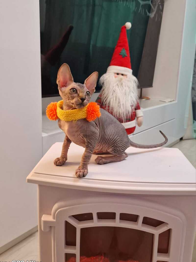 Daily Canadian Sphynx female black tabby - live animals