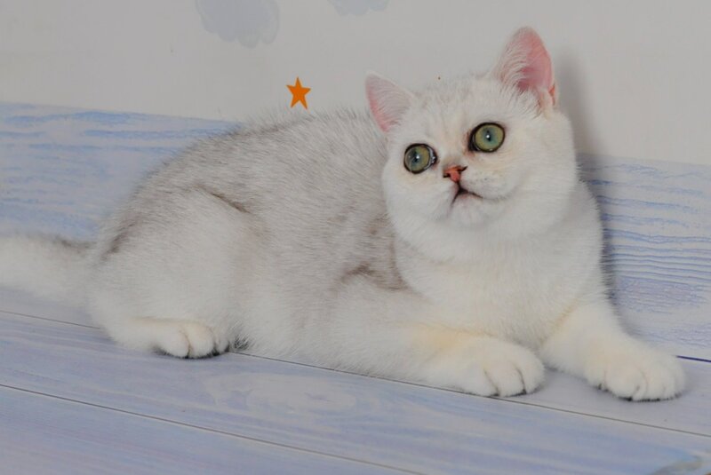 Barbie British Shorthair female, black silver shaded