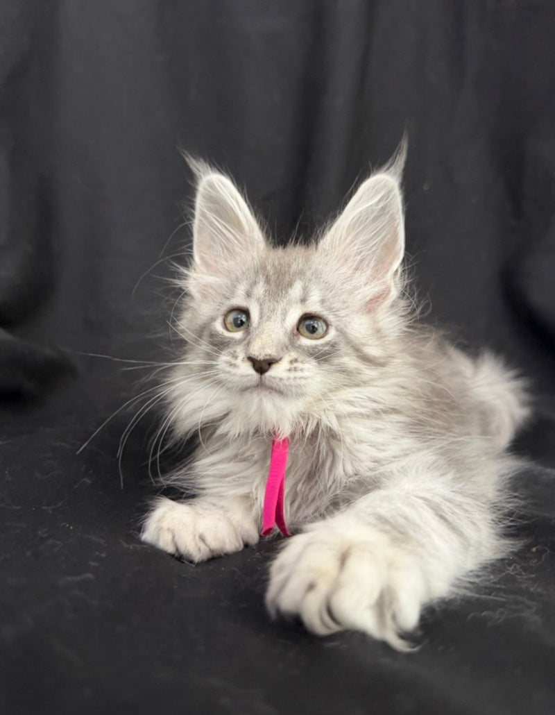 Zama Maine Coon female, blue silver tabby