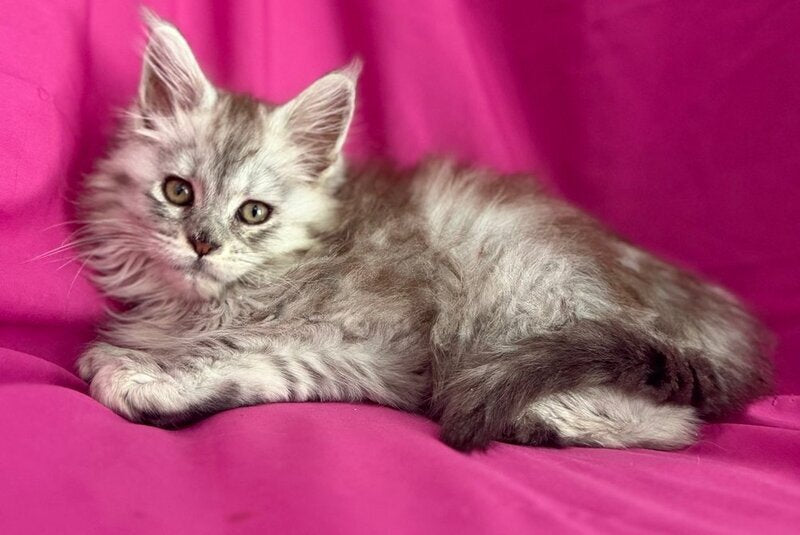 Xiona Maine Coon female black silver tabby - live animals