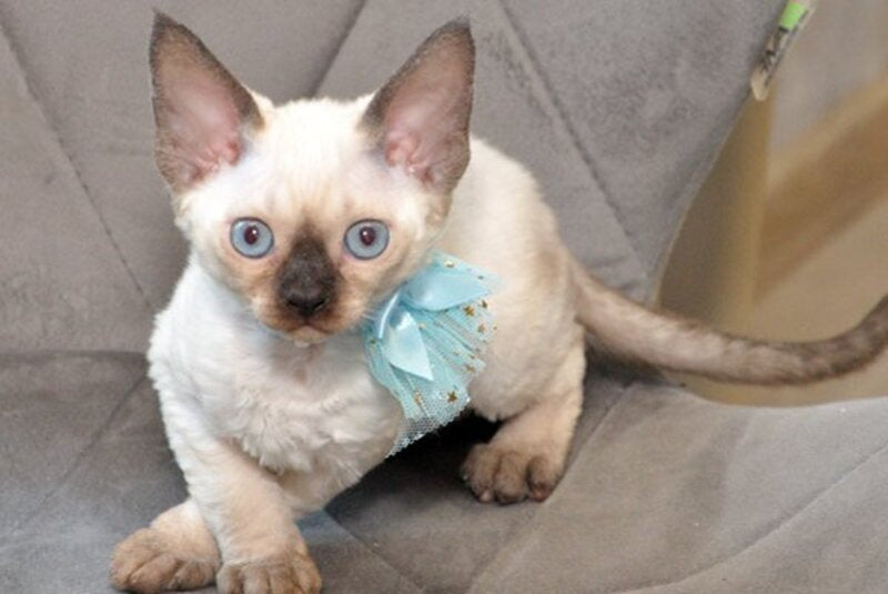 Terra Devon Rex female black pointed - live animals