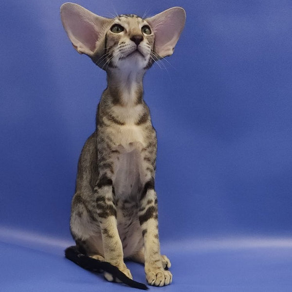 Azrael Oriental Shorthair male, black tabby