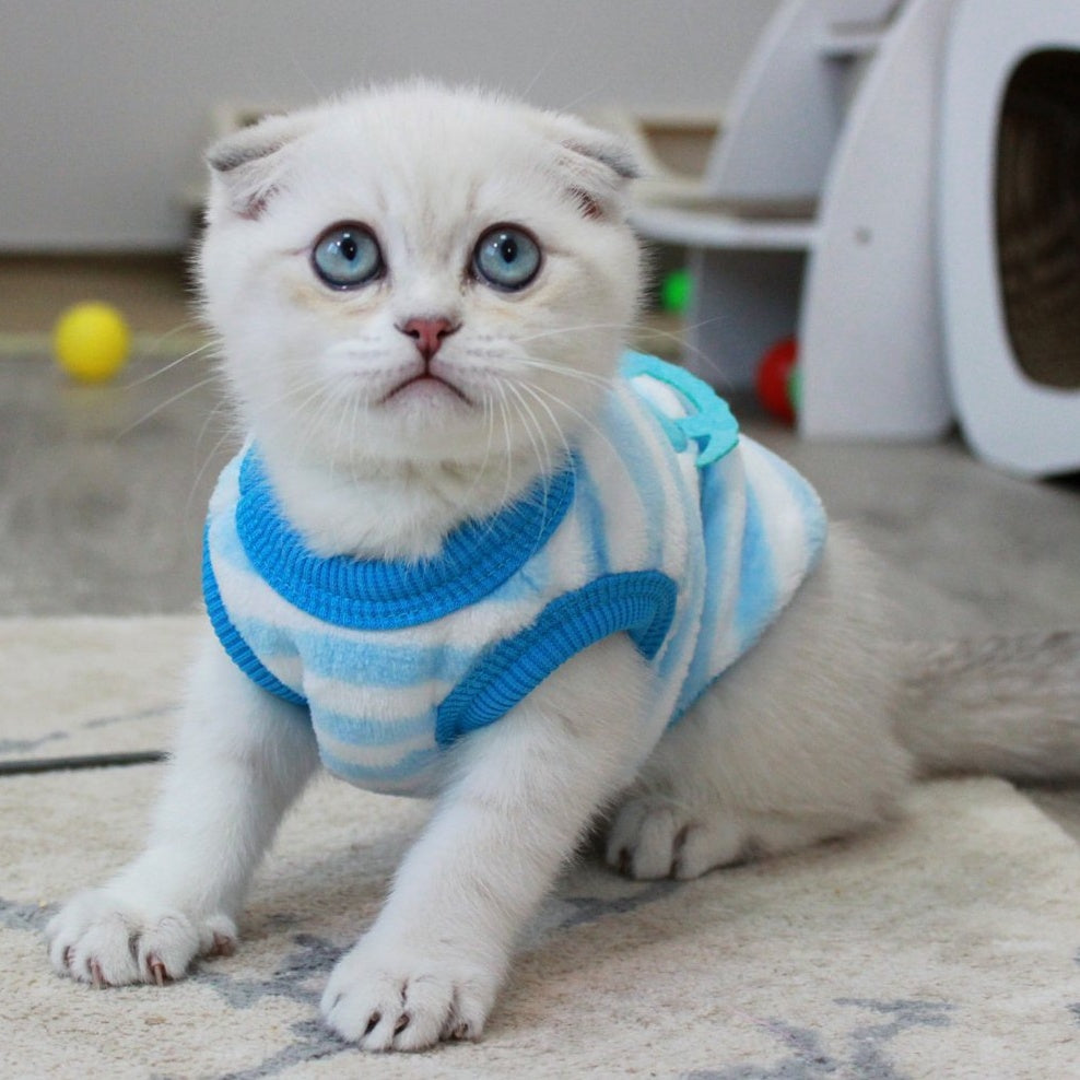 Paris Scottish Fold male, blue golden shaded pointed