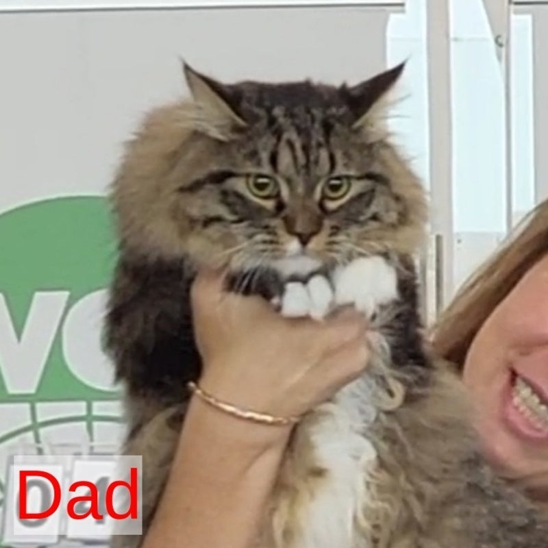 Gemma Siberian female, black spotted tabby