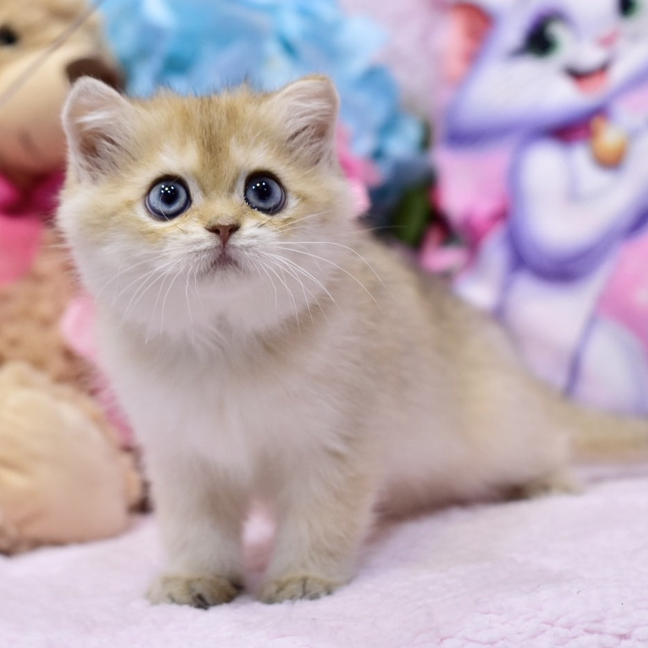 Gaby British Shorthair female, black golden shaded