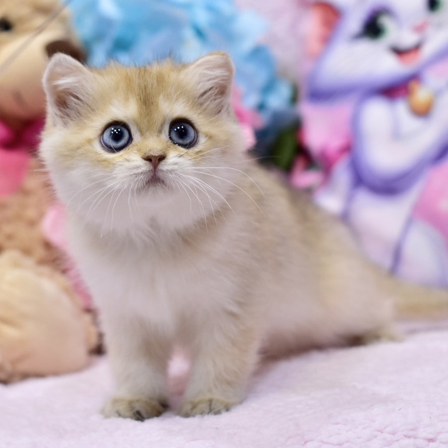Gaby British Shorthair female, black golden shaded