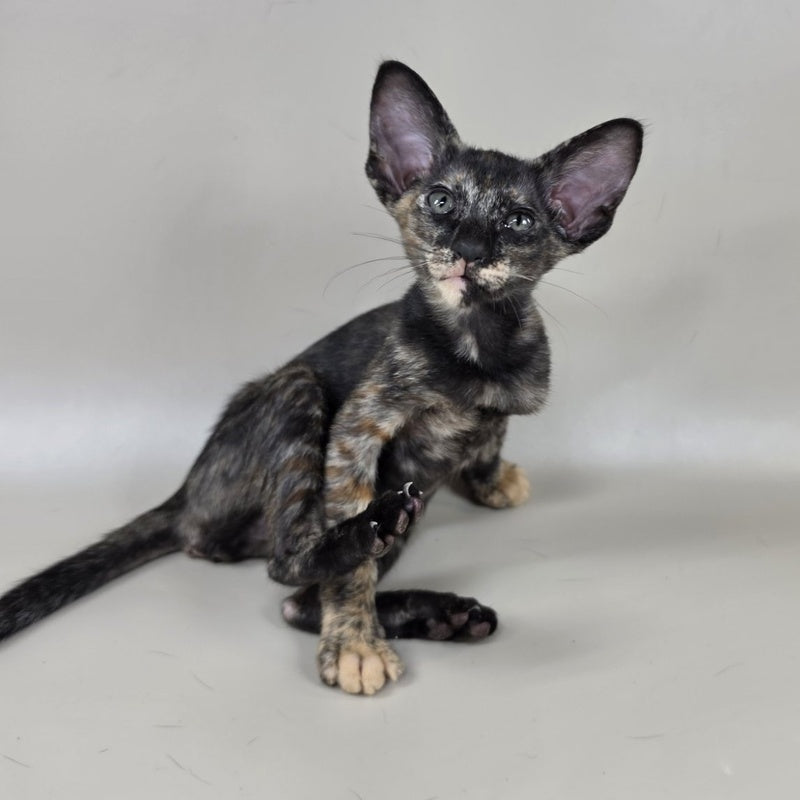 Xandra Oriental Shorthair female, chocolate tortie