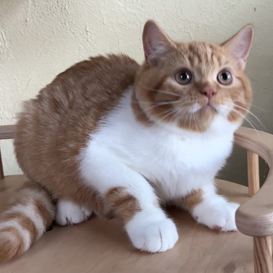 Demian British Shorthair male, red bicolour