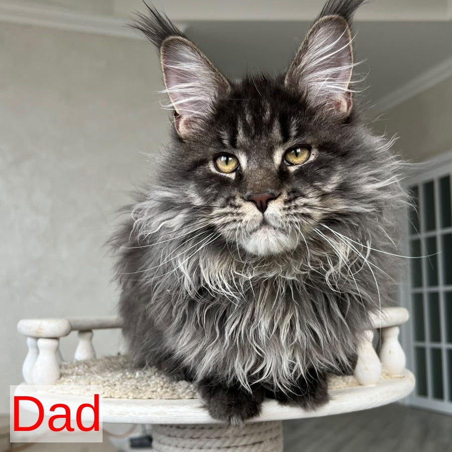 Courvosier Maine Coon male, blue silver ticked tabby