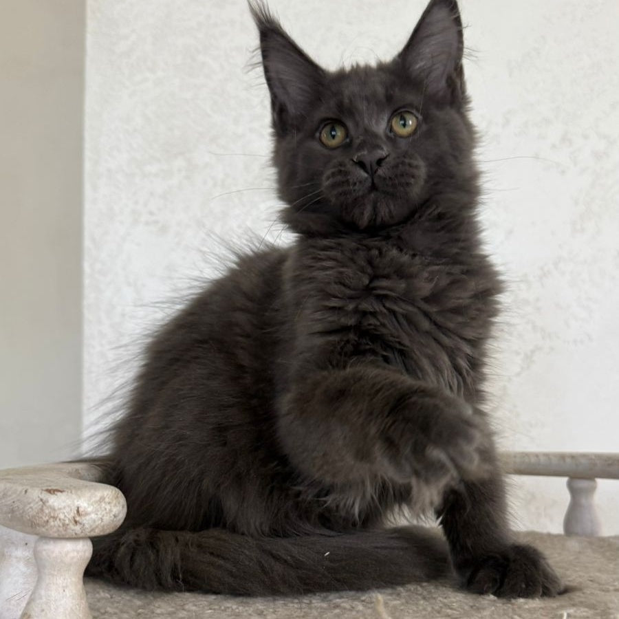 Jina Maine Coon female, blue silver with white