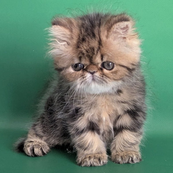 Tiara Persian female, black tabby