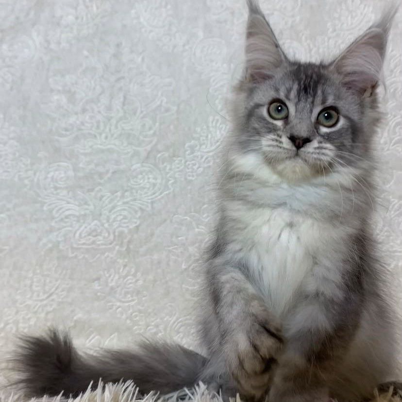 Lu-lo Maine Coon polydactyl 6x6x6x6 male, black silver ticked tabby