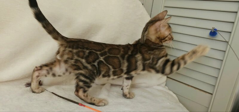 Тash Bengal male black spotted tabby - live animals