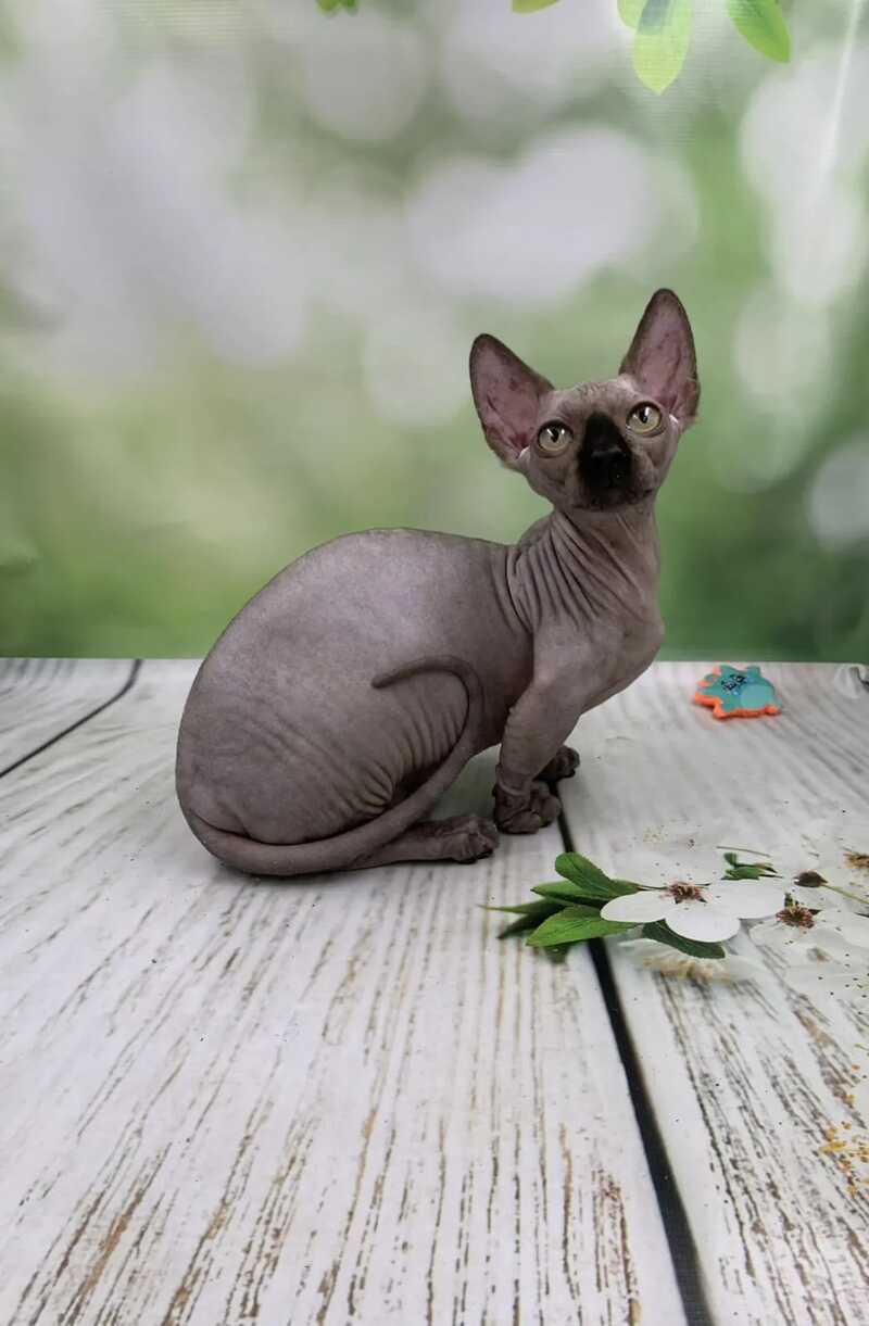 Polina Bambino female black - live animals