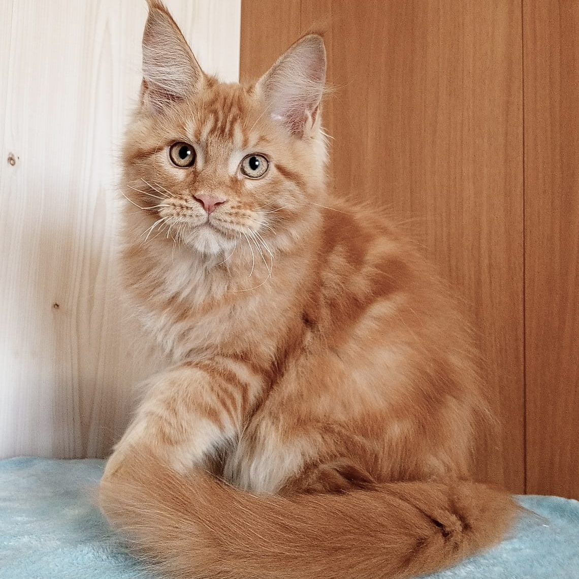 Willy Maine Coon male, red