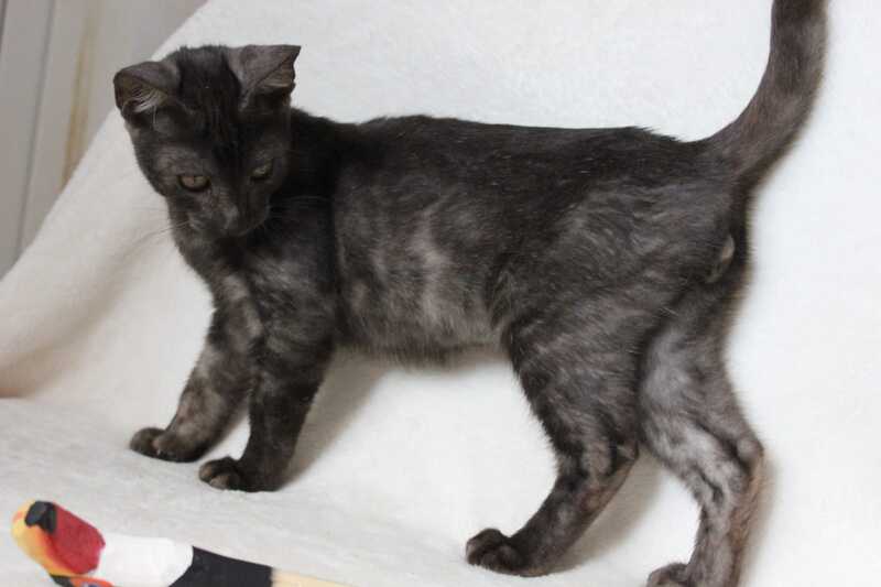 Ponti Bengal male, black silver