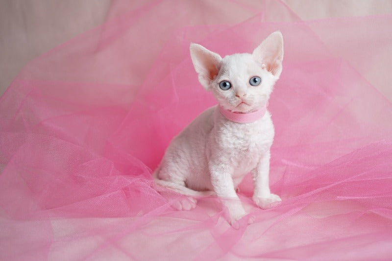Nika Devon Rex female white - live animals