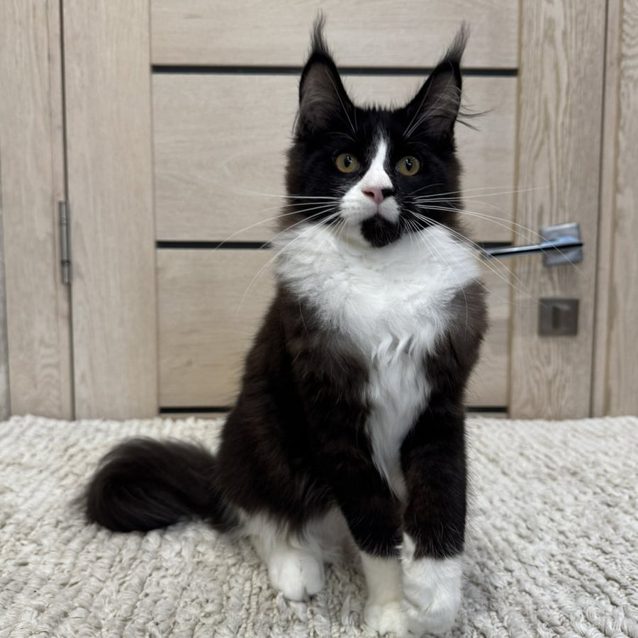Sandra Maine Coon female, black silver bicolour