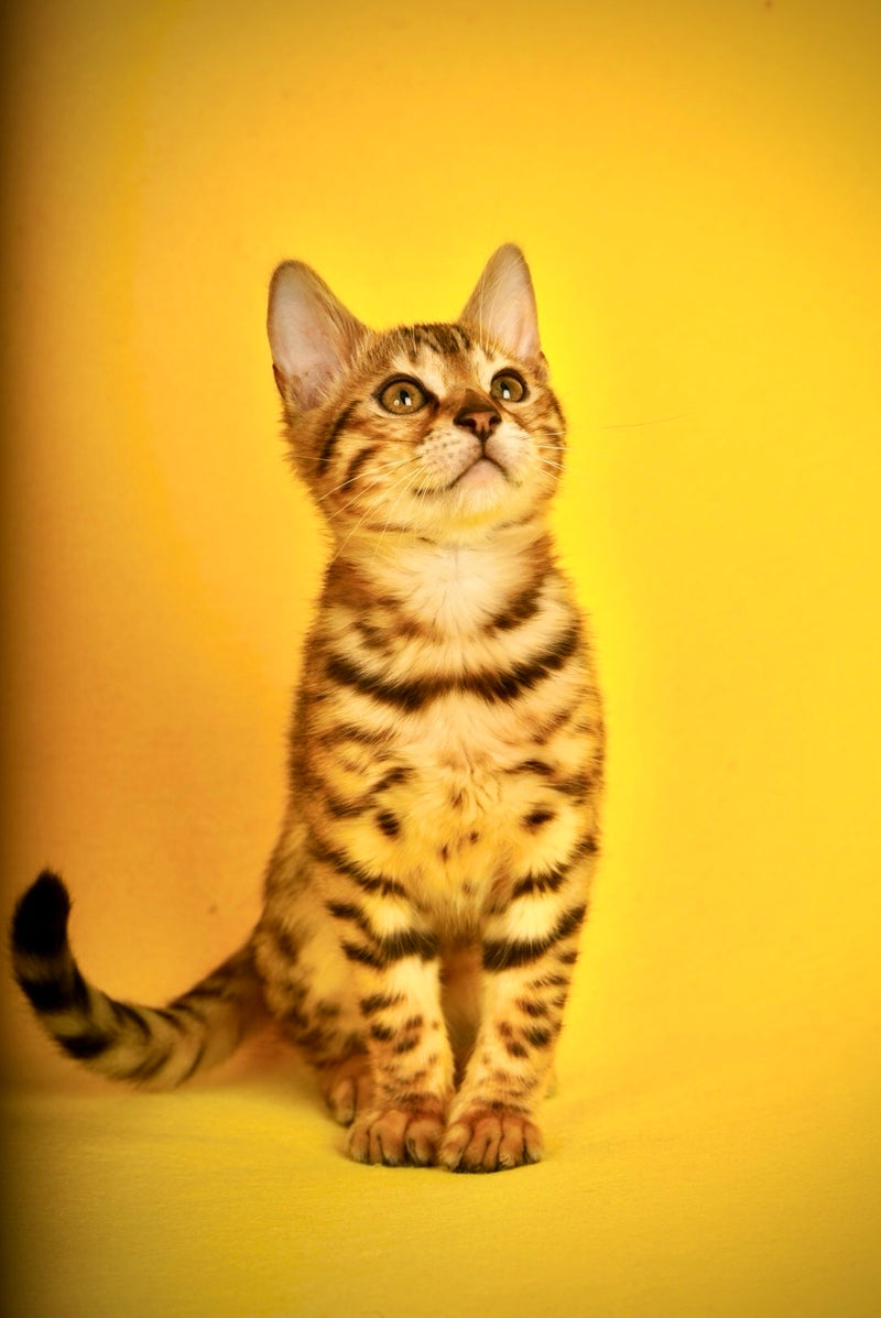 Jaguar Bengal male, black spotted tabby