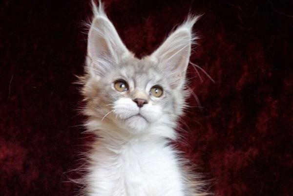 Korol Maine Coon male blue silver bicolour tabby - live animals