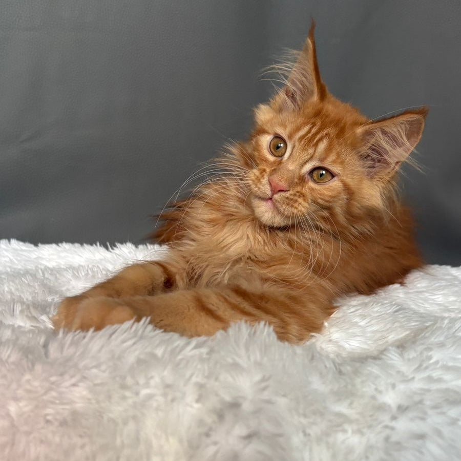 Irvin Maine Coon male, red