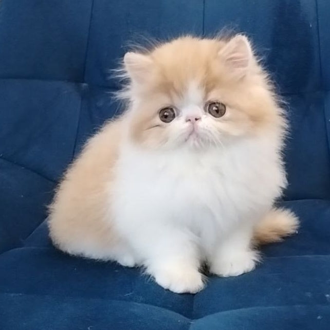 Chilitta Persian female, red bicolour