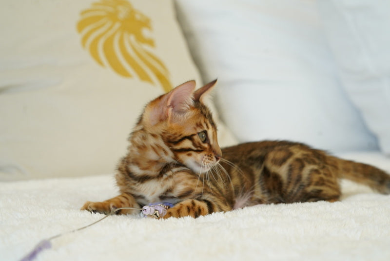 Justin Bengal male, black spotted tabby
