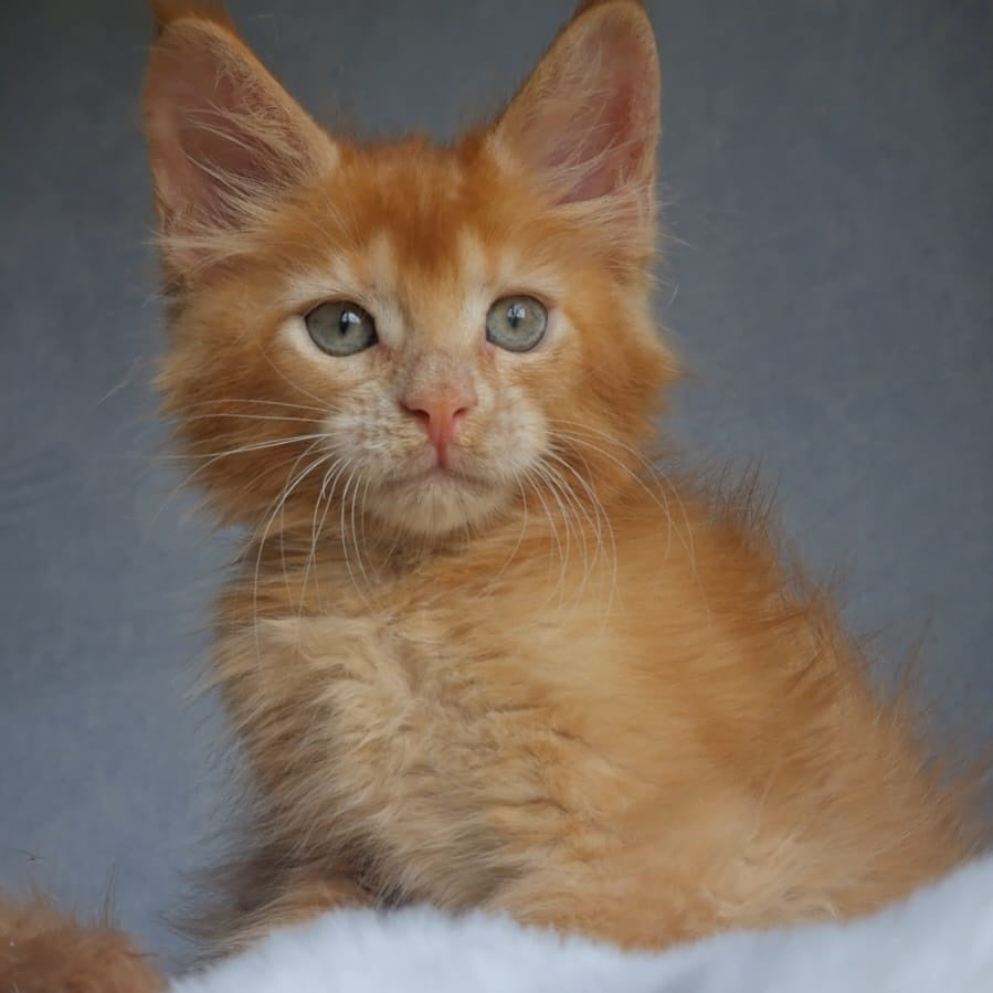 Princ Maine Coon male, red