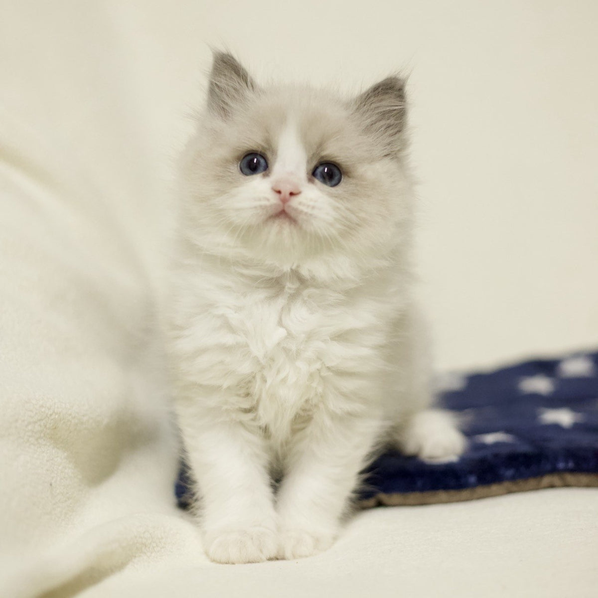 Yasmin Ragdoll female, blue bicolour