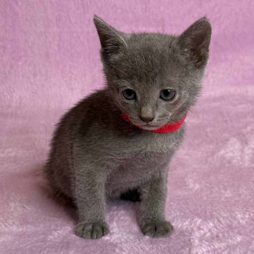 Laid Russian Blue male, blue