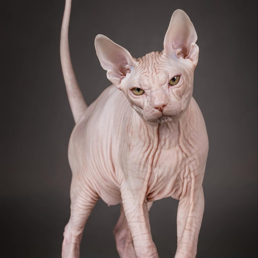 Urii Don Sphynx male, red bicolour