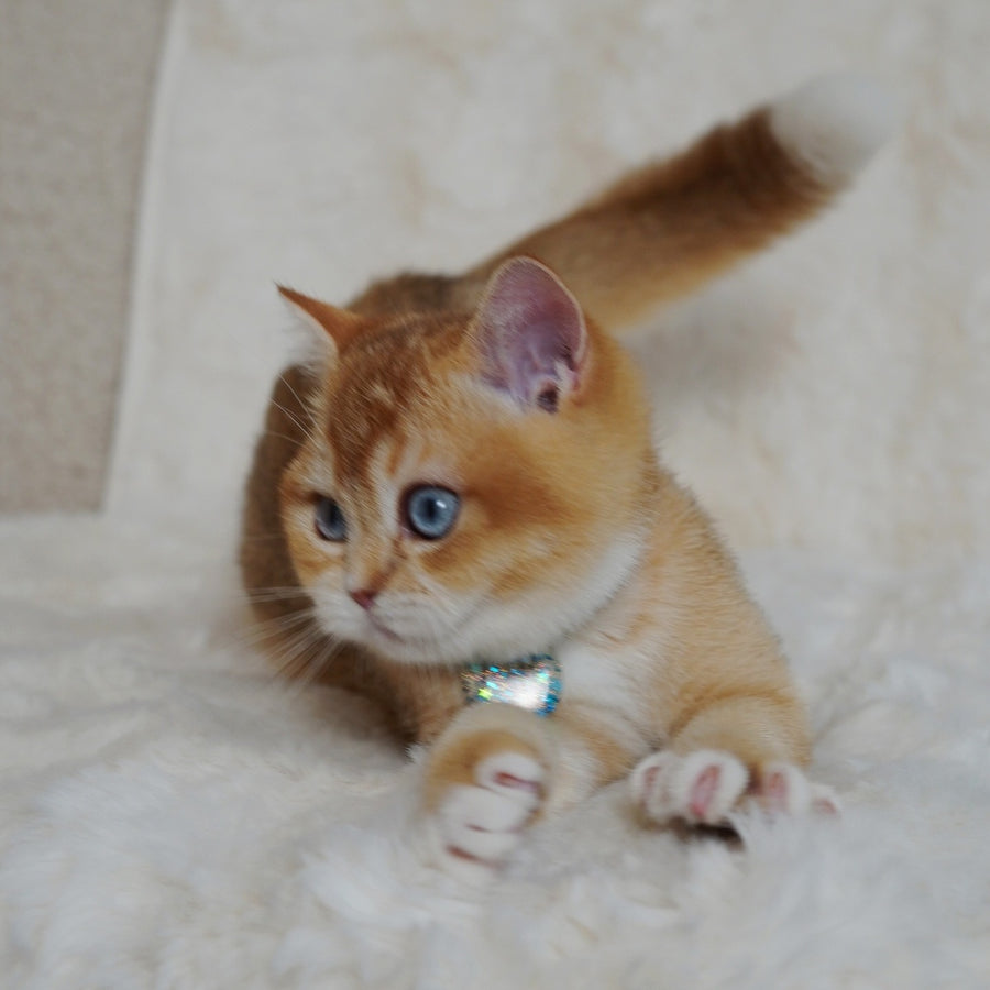 Teddy British Shorthair male, chocolate golden chinchilla with white