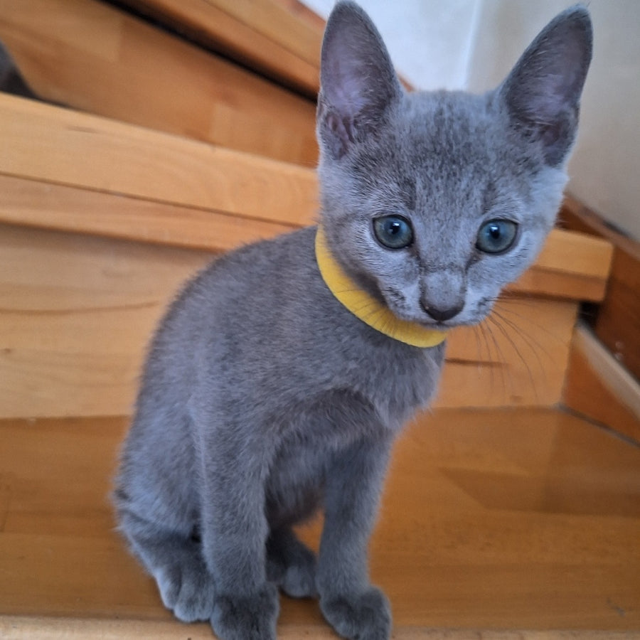 Camilla Russian Blue female, blue
