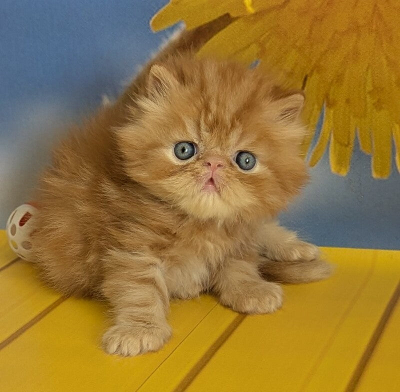 Persey Persian male, red tabby