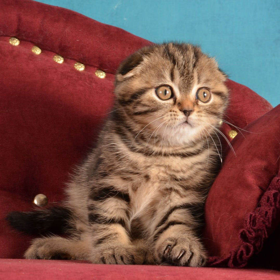 Infant Munchkin male, black tabby
