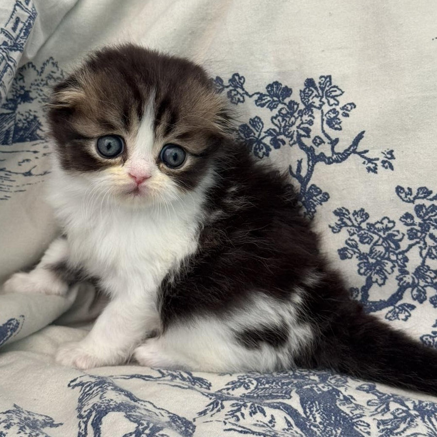 Karat Scottish Fold female, black tabby bicolour